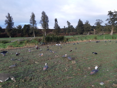 Both barrells WC1 July