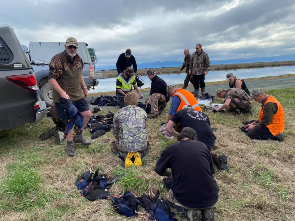 Pukeko hunt