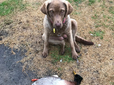 TBB1July2020. 6 month old Tia with a well conditioned mallard from this season photo Murray Dobbin.