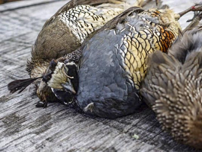 Tip of Week9Jul2020 1