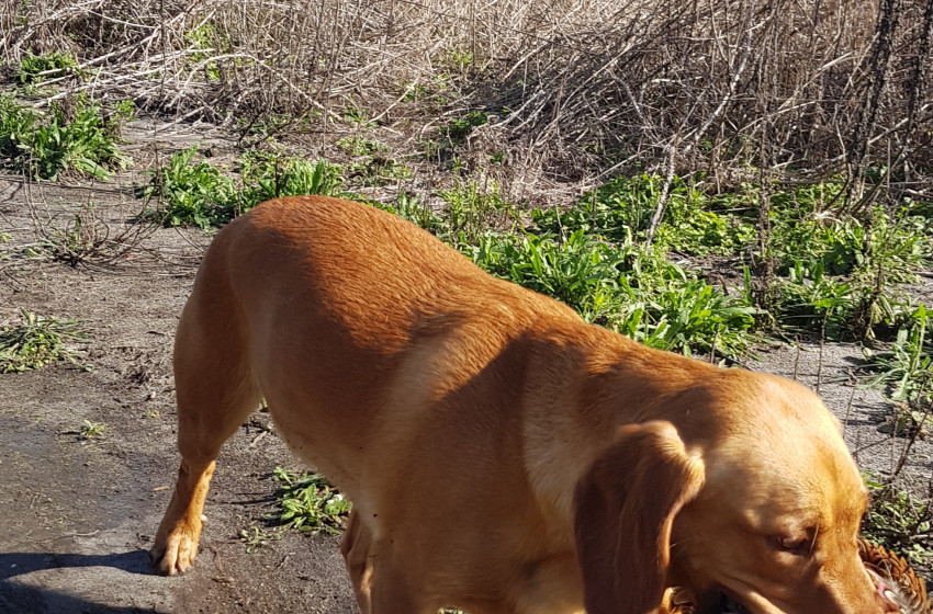 Both Barrels July 2021