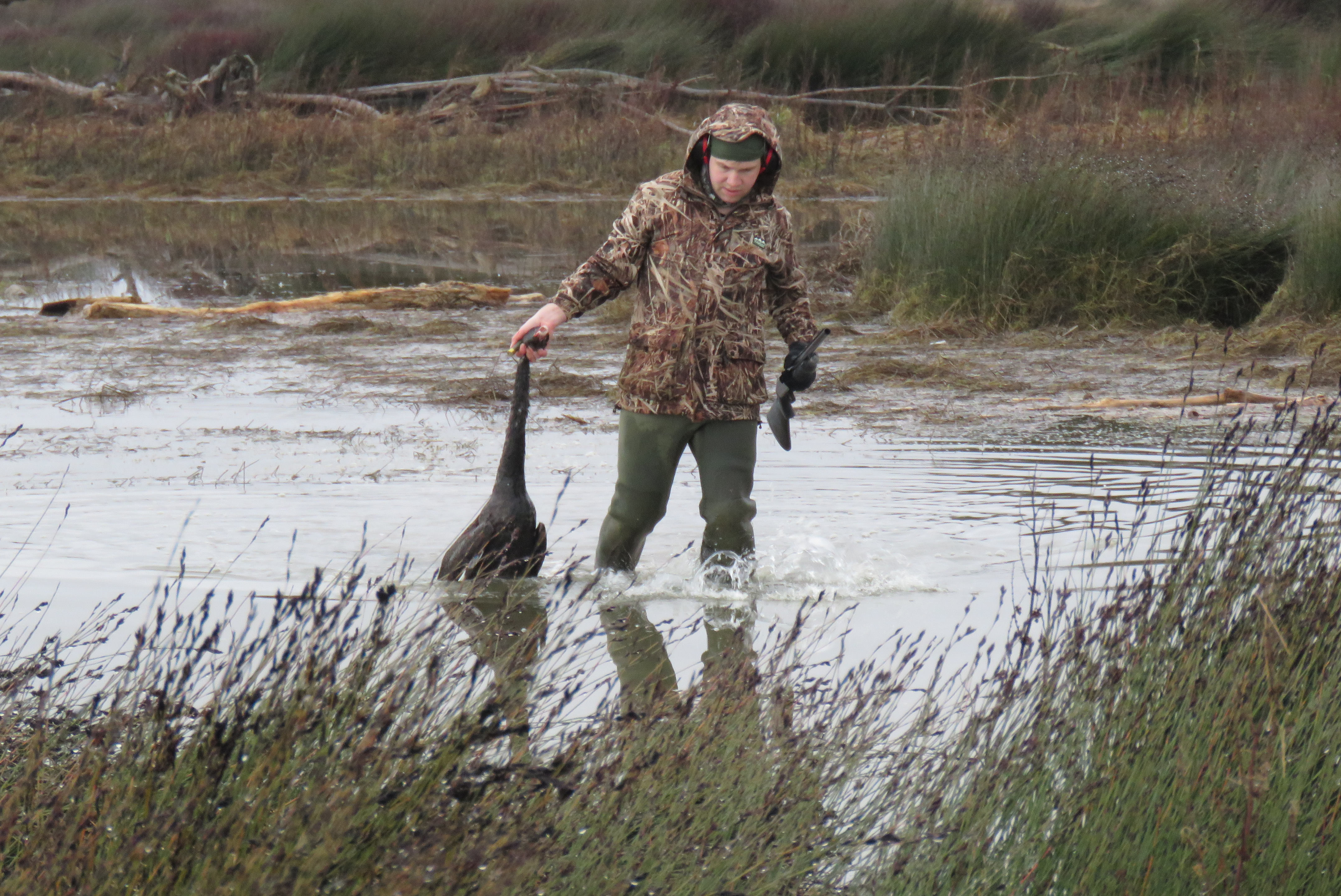BB July 3 We love hunting swans because just one bird provides several delicious game bird meals like schnitzel from the breast and stewed legs in gravy