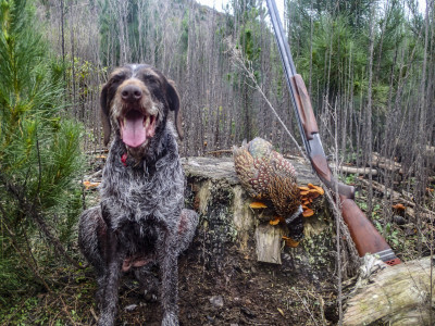 Pheasant wirehair photo ex Dave Malcolm 1