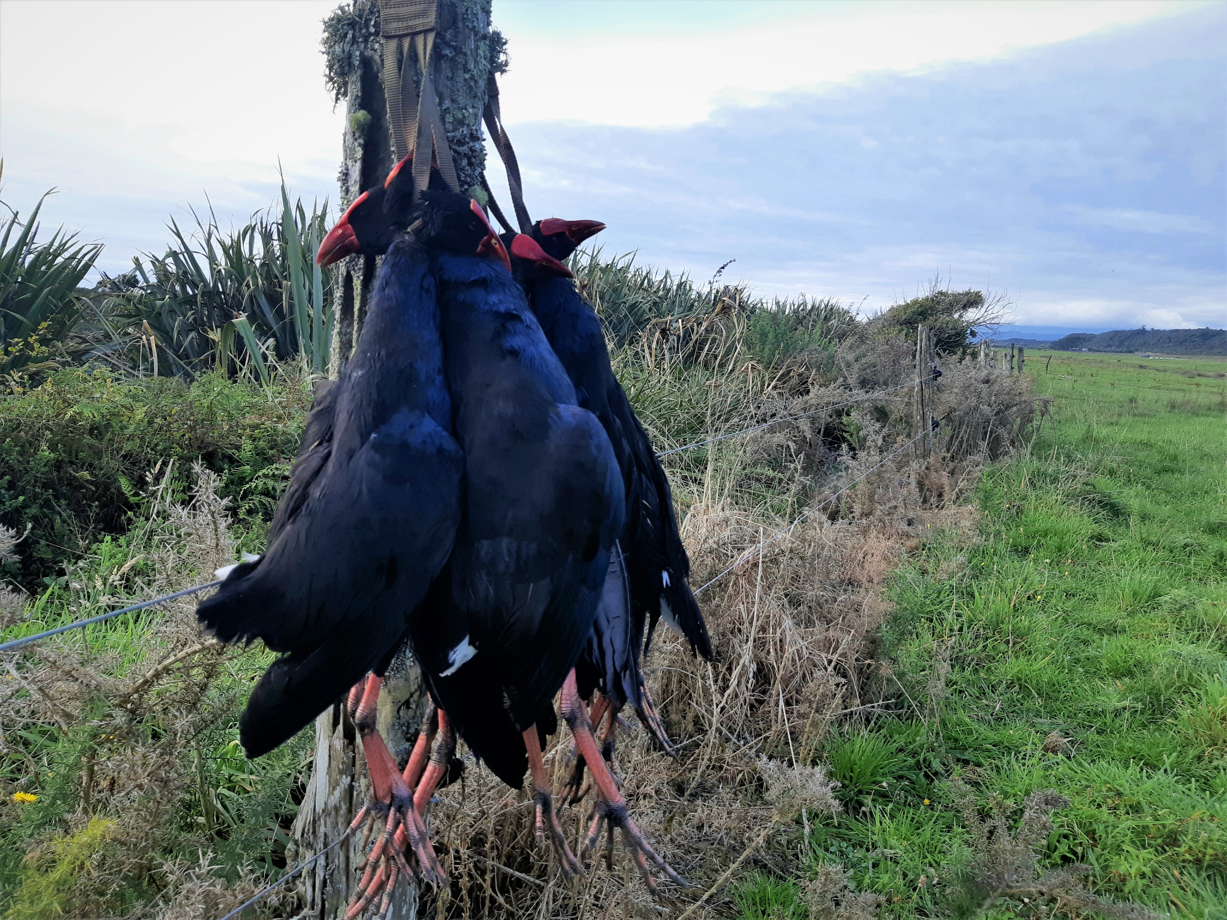 Pukeko3