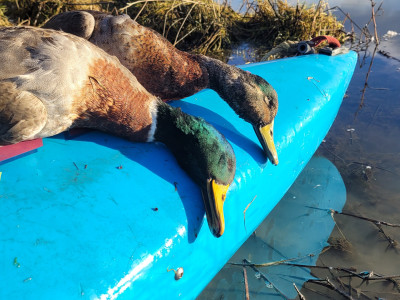 BBcsiJULY 1 A late season morning hunt results in a couple of prime mallard drakes Photo Rhys Adams