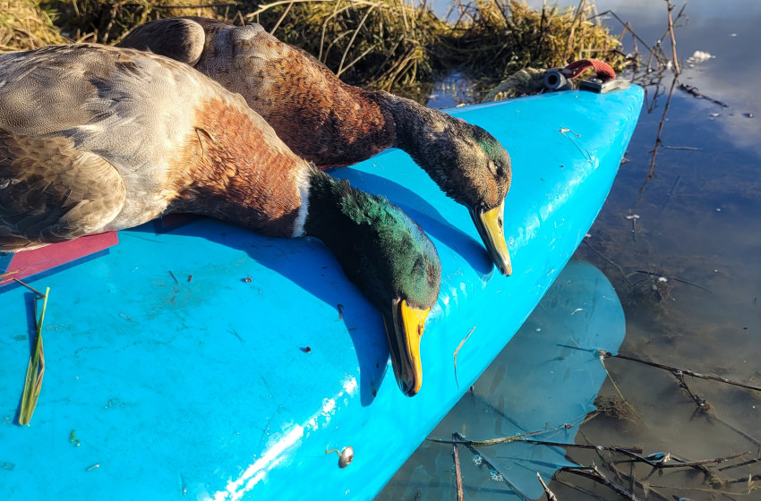 Both Barrels July 2022