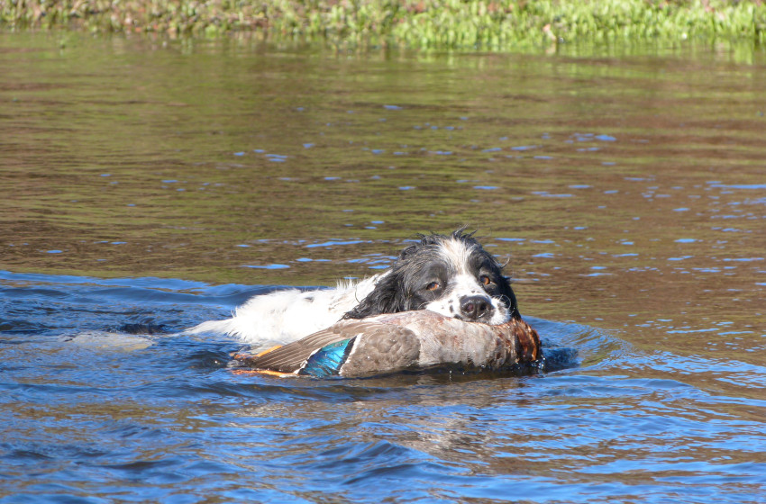 West Coast Both Barrels June 2018