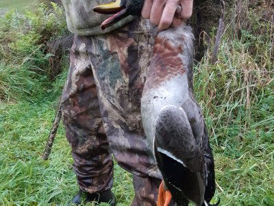 W Successful Wairarapa hunter with a fat green head Credit Hamish Carnachan