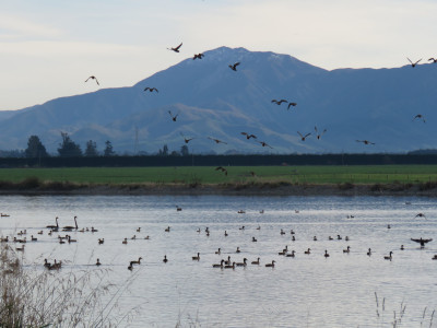 BB June CSI 1 a typical mid Canterbury irrigation pond Credit R Adams