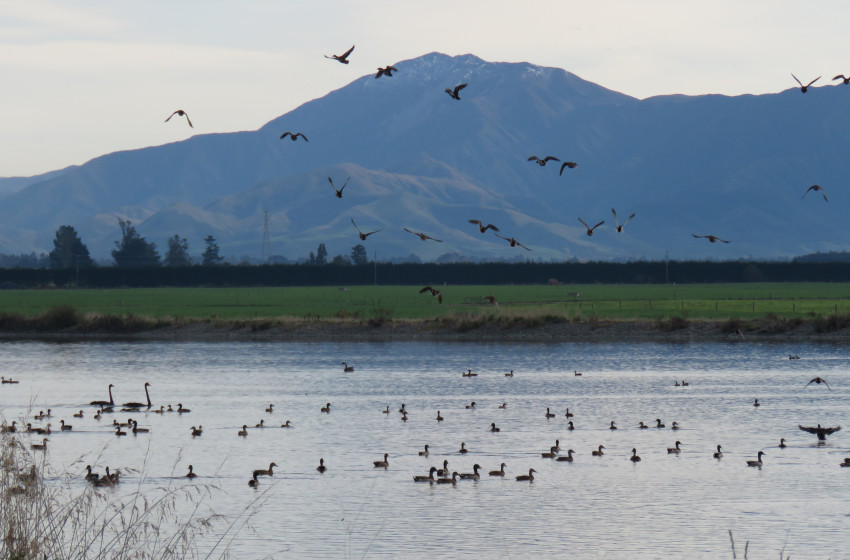 Central South Island Both Barrels June 2019