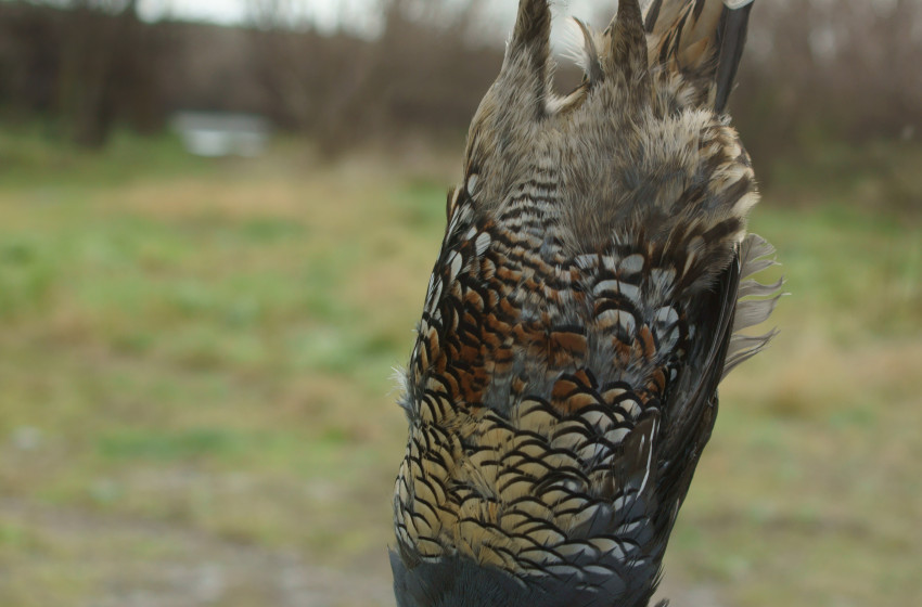 Hawke's Bay Both Barrels June 2019