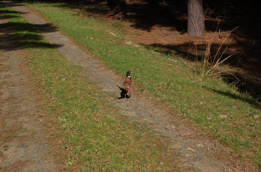 Northland Both Barrels June 2019