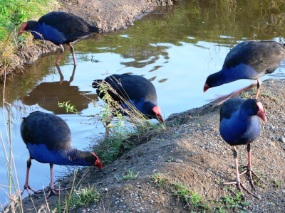 TBB1Jun19. Pukeko breast meat makes great eating.