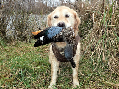 Willow with NZ Shovler 2