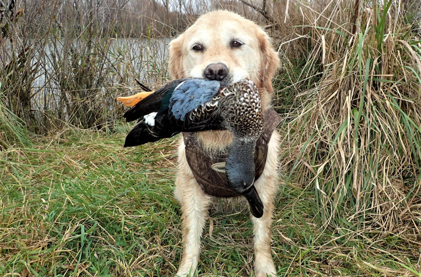 Otago Both Barrels June 2019