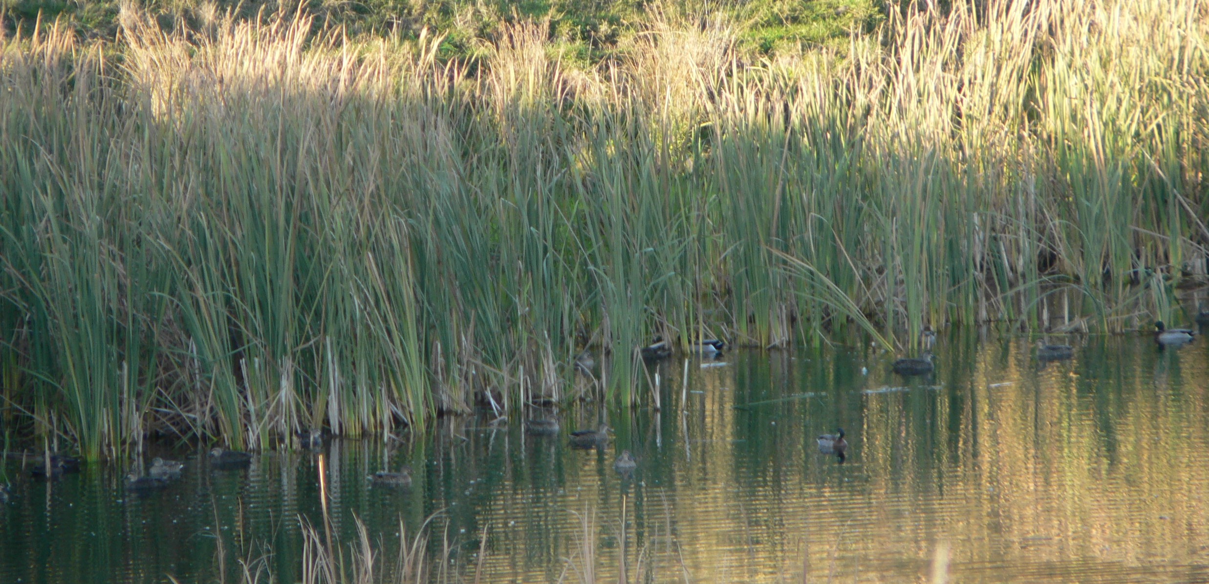TBB2June 2020. Mallards holding in an un shot pond on opening weekend