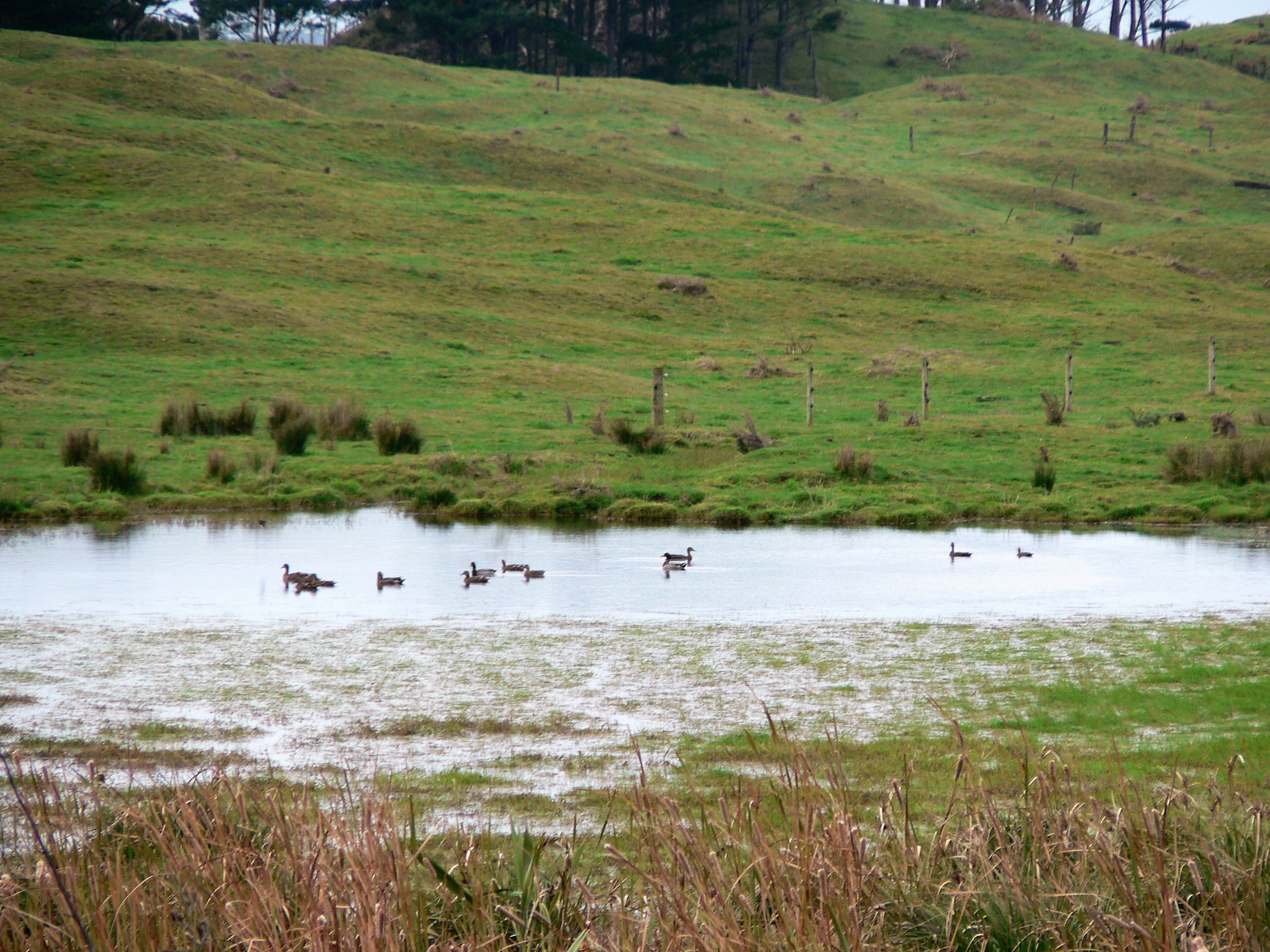 TBB3June 2020. Areas of shallow water and small ponds can provide good sites for an evening hunt.