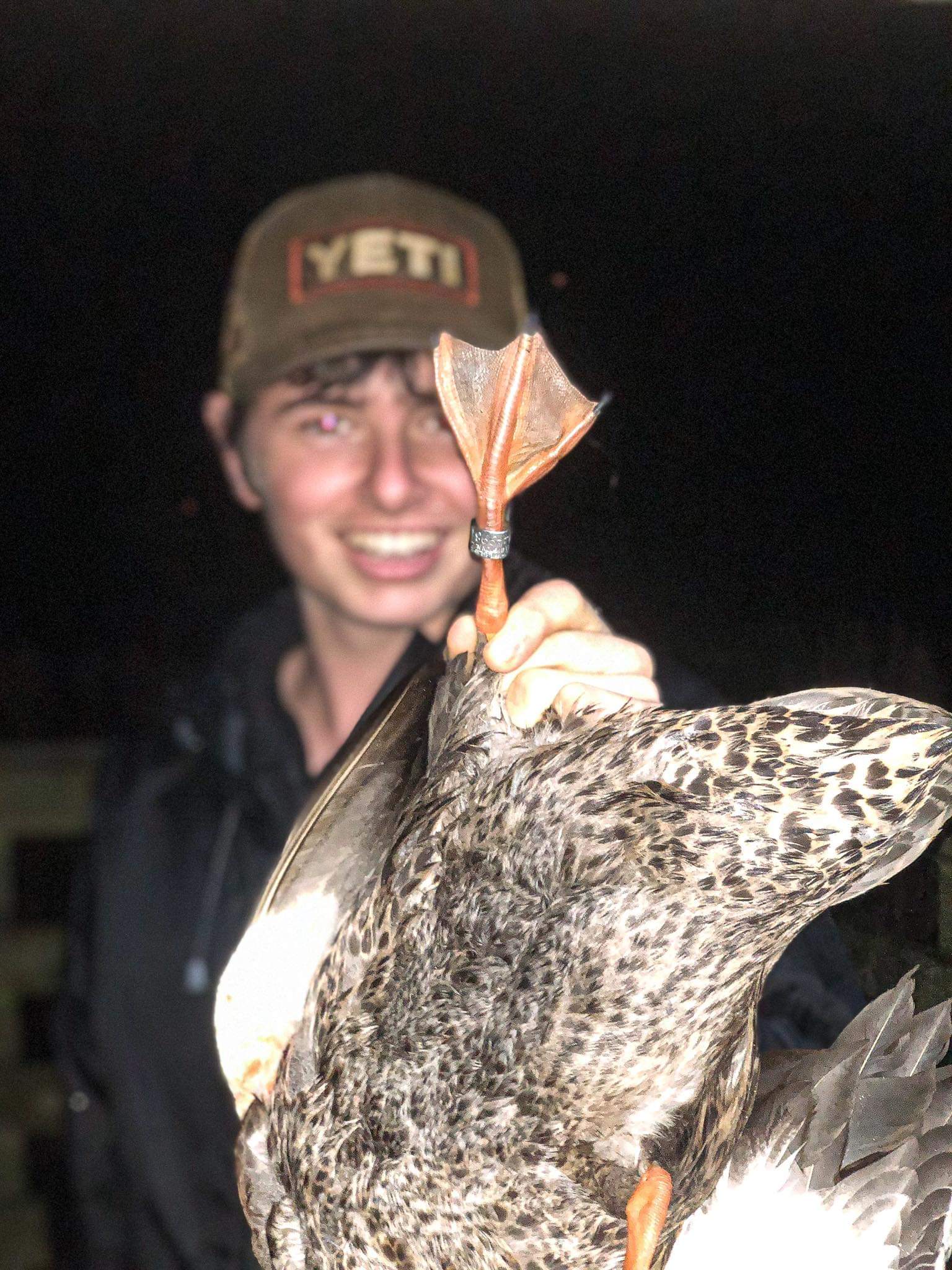 Waimea banded mallard