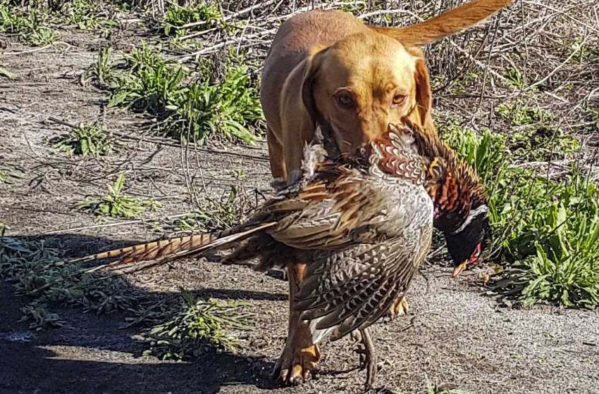 Both Barrels June 2021