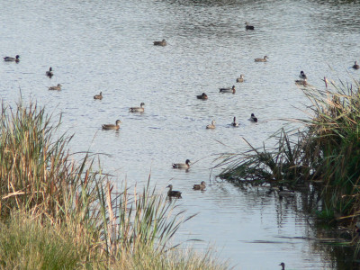 TBB1June2021. Mallard duck have provided some good hunting opportunities during the 2021 game season.