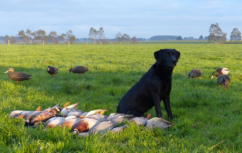 Rye grass mallards paddock
