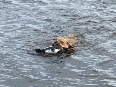 TBB1June2022. Tia in action