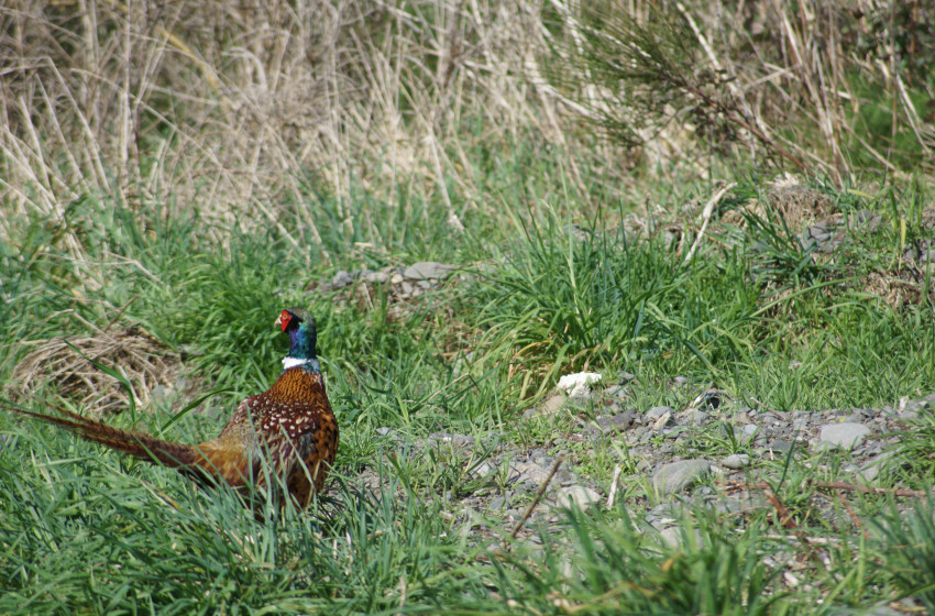 Hawke's Bay Both Barrels May 2019