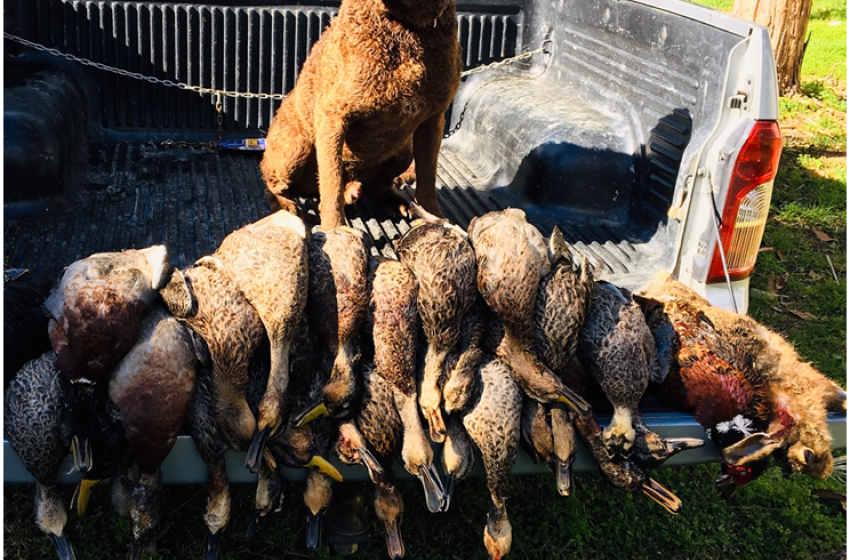 Auckland/Waikato Both Barrels May 2019