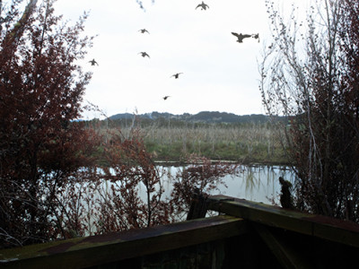 A sight every hunter lives for resized