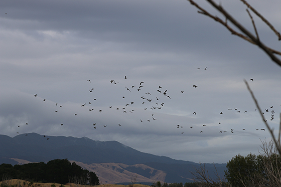 Big numbers of mallards are around the lower North Island resized