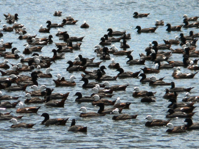 TBB1May2020. Record numbers of paradise shelduck were counted on the Taranaki ringplain during the January 2020 moult