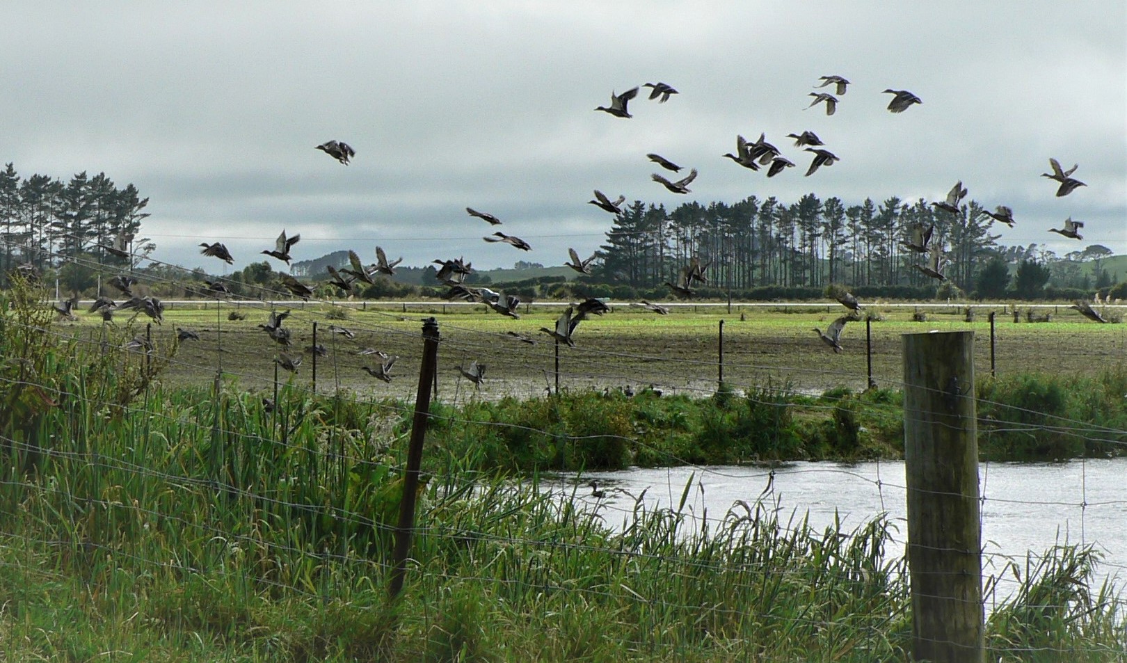 TBB2May2021. Farm oxidation ponds can hold good numbers of mallards