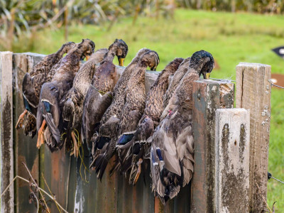 TBBMay2022. A good opening day bag of mallards from Lake Ratapiko