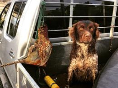 N BB 1 Heath worsfolds truck pheasant with happy pup sneak2