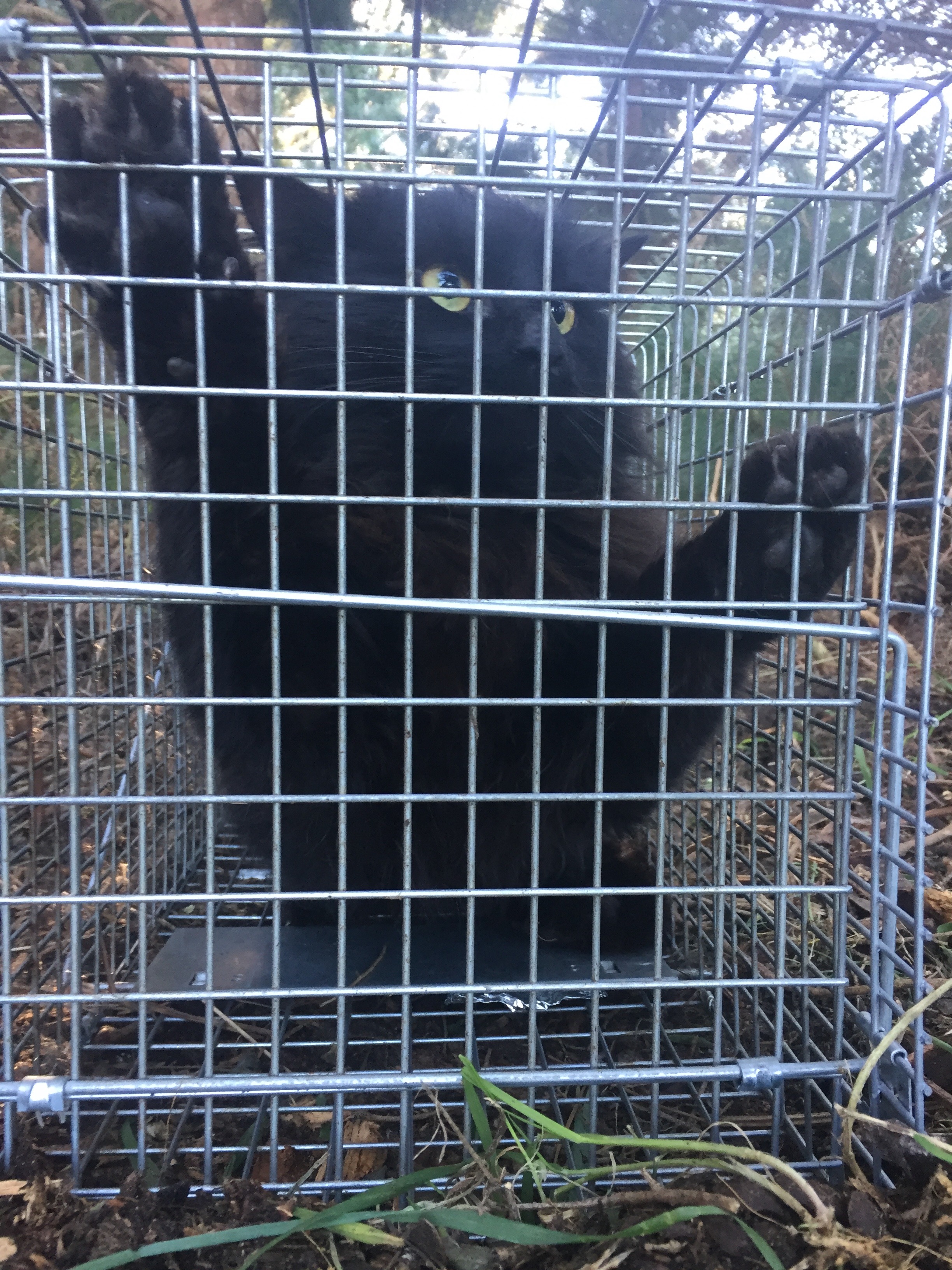 Wild cat
