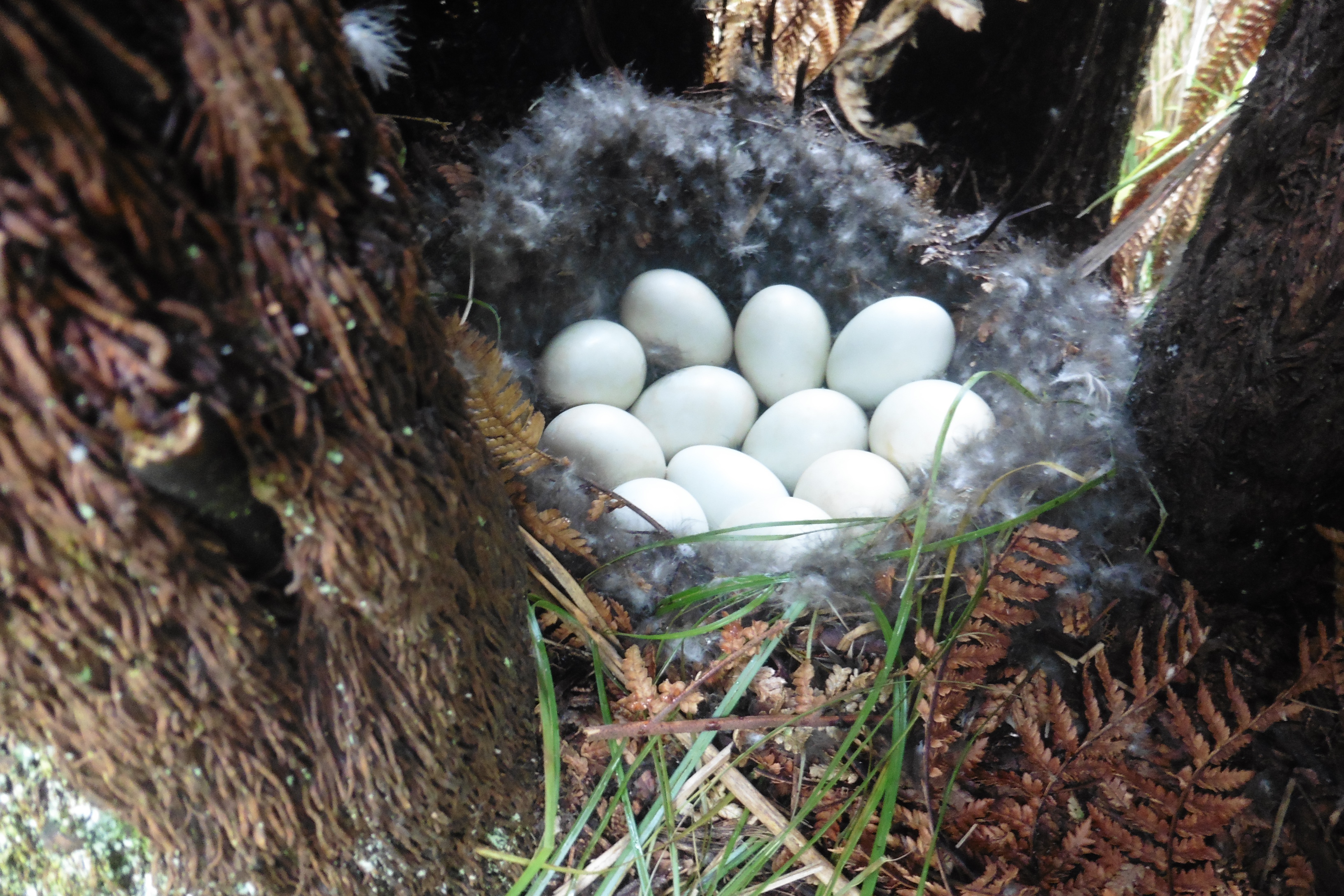 N 3 Whangarei pond duck nest June 10 2019