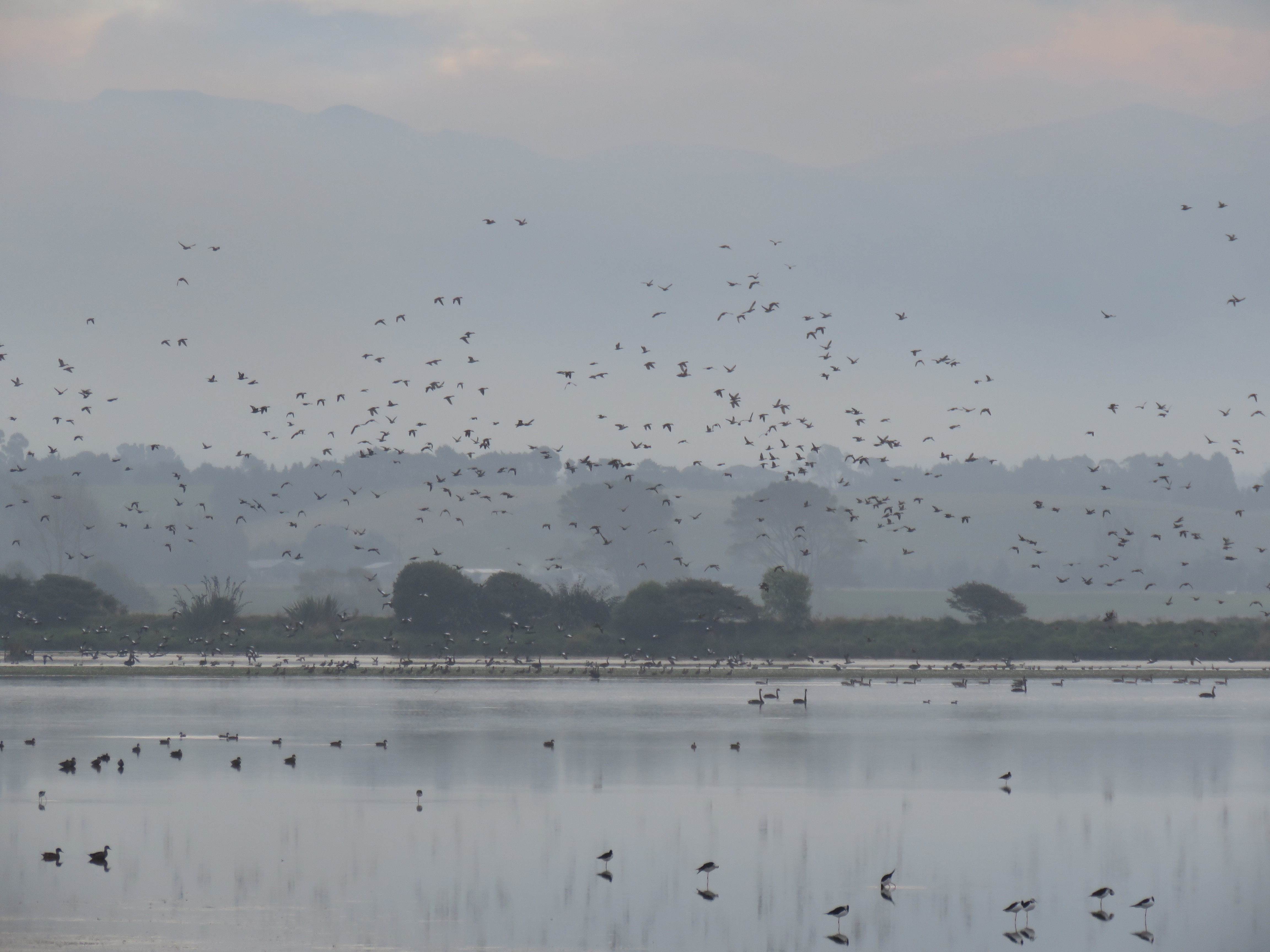 CSI APRIL BB 1 water fowl paradise at Wainono credit R Adams