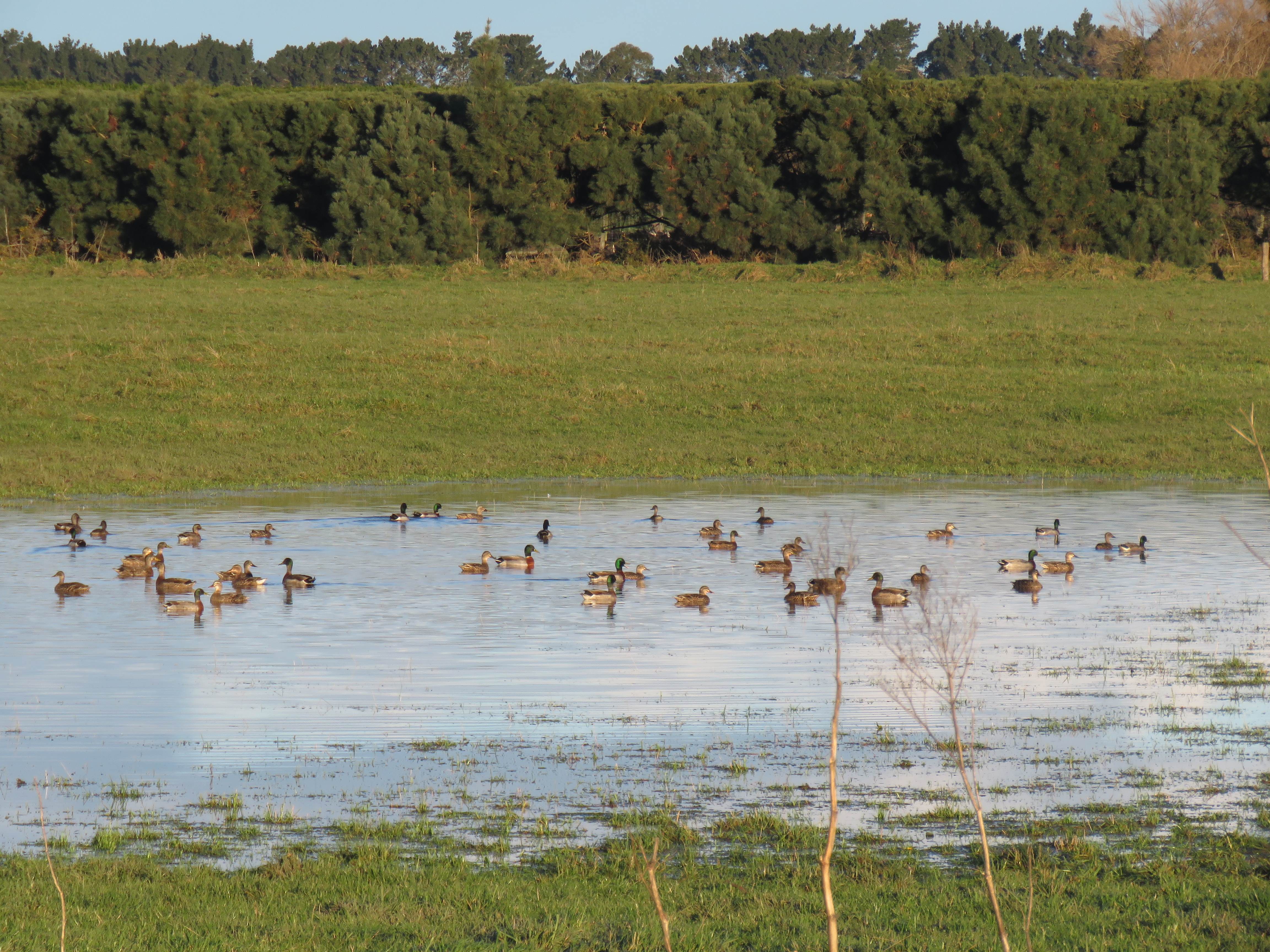 BBjune18CSI3during wet spells hunt puddle ducks