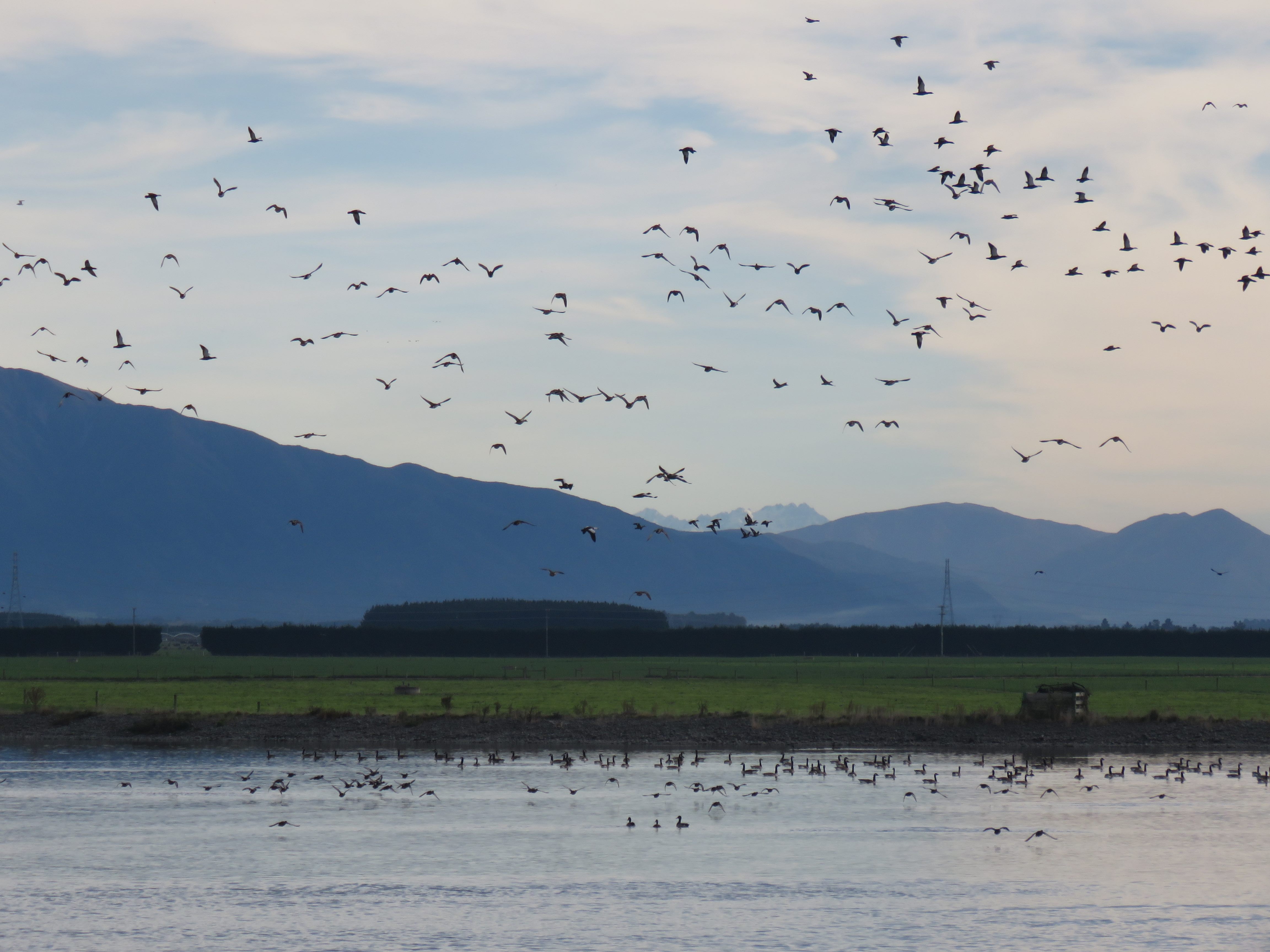 BB May 2019 CSI 3 no shortage of birds at an unhunted pond near Rangitata Credit R Adams