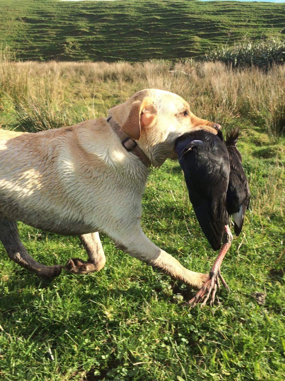 Fonzy with pukeko