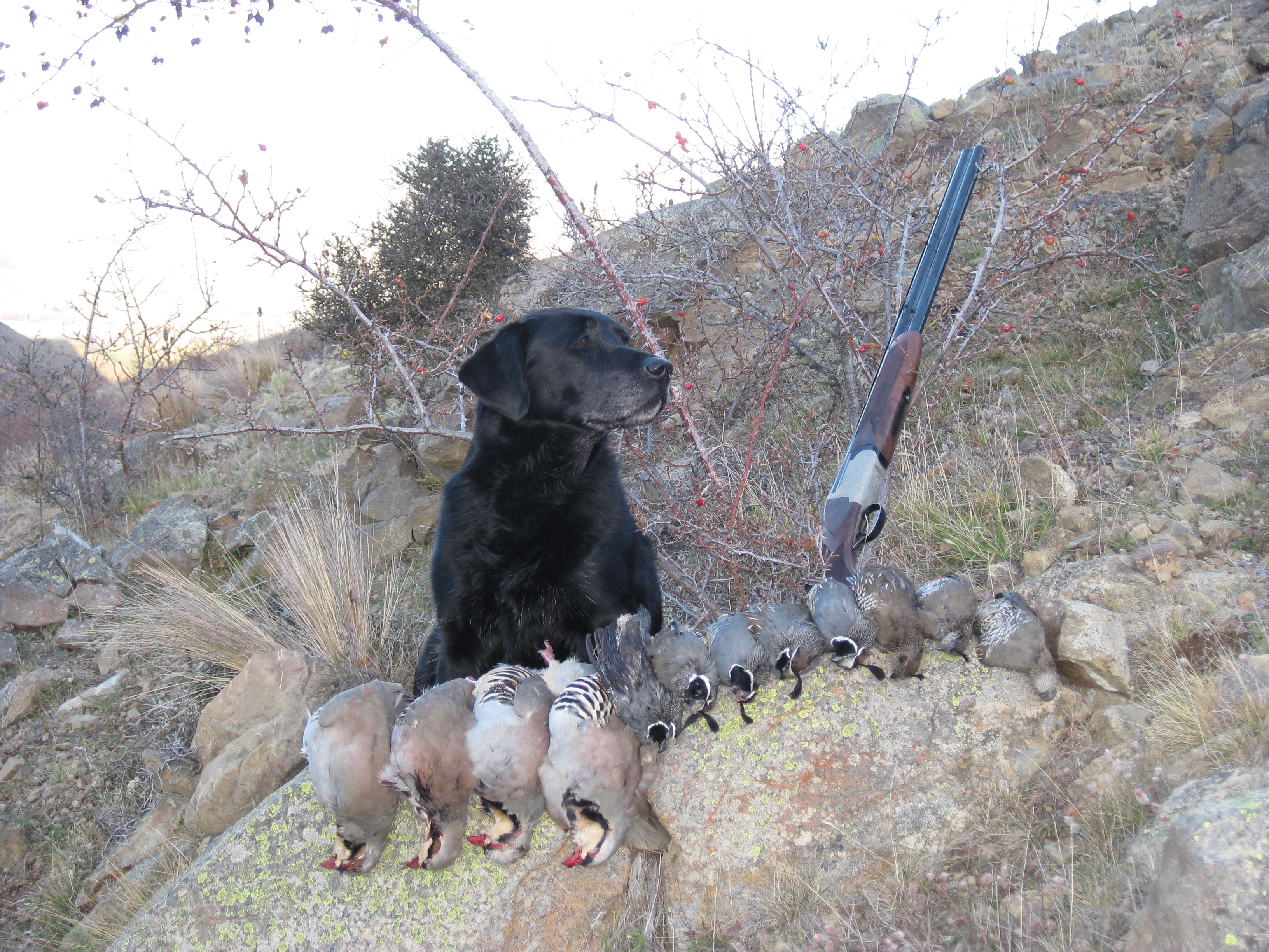 NM Chukar and quail