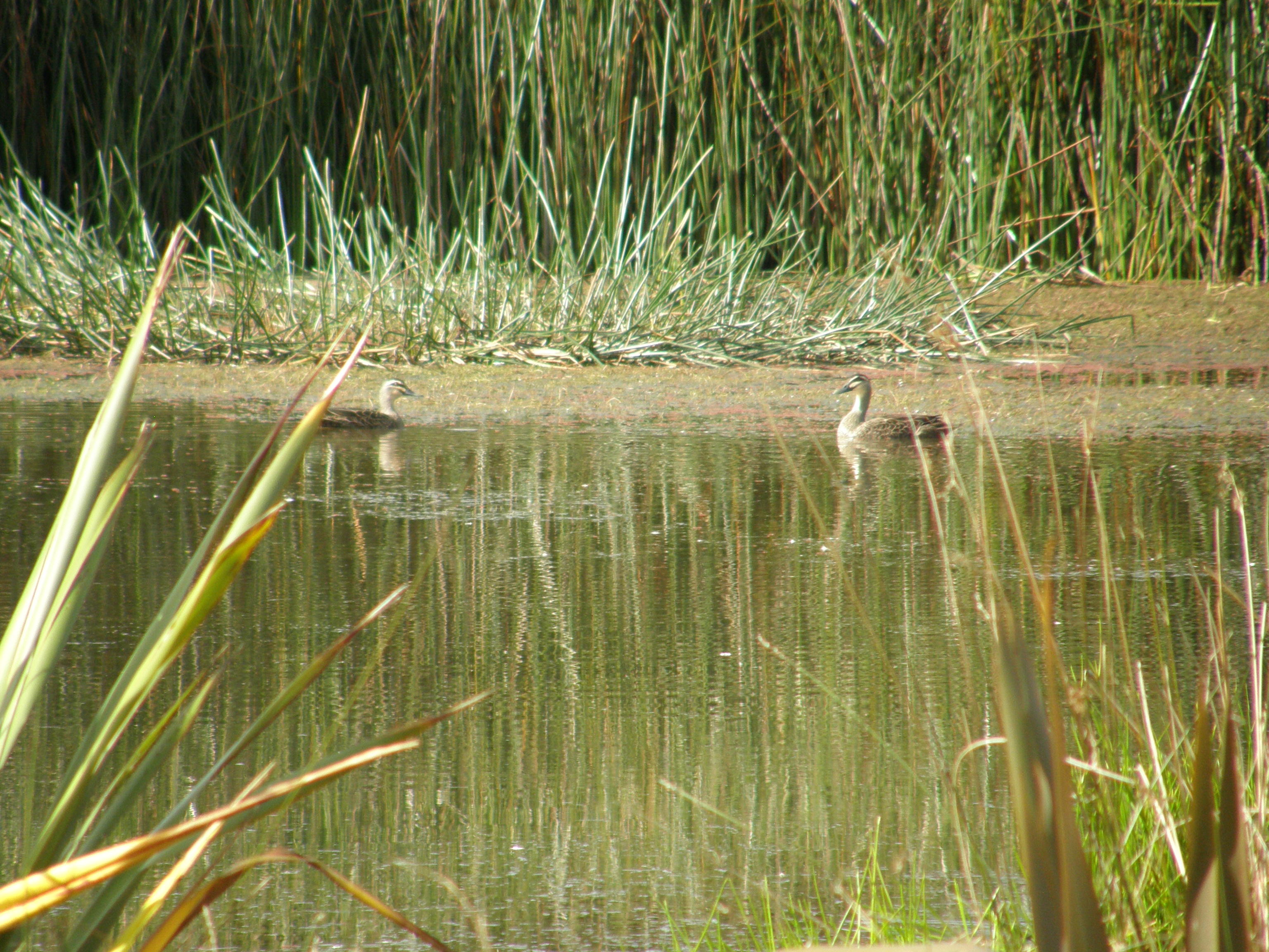 N BB Aug 1 Pair Greys Wairua NW pond