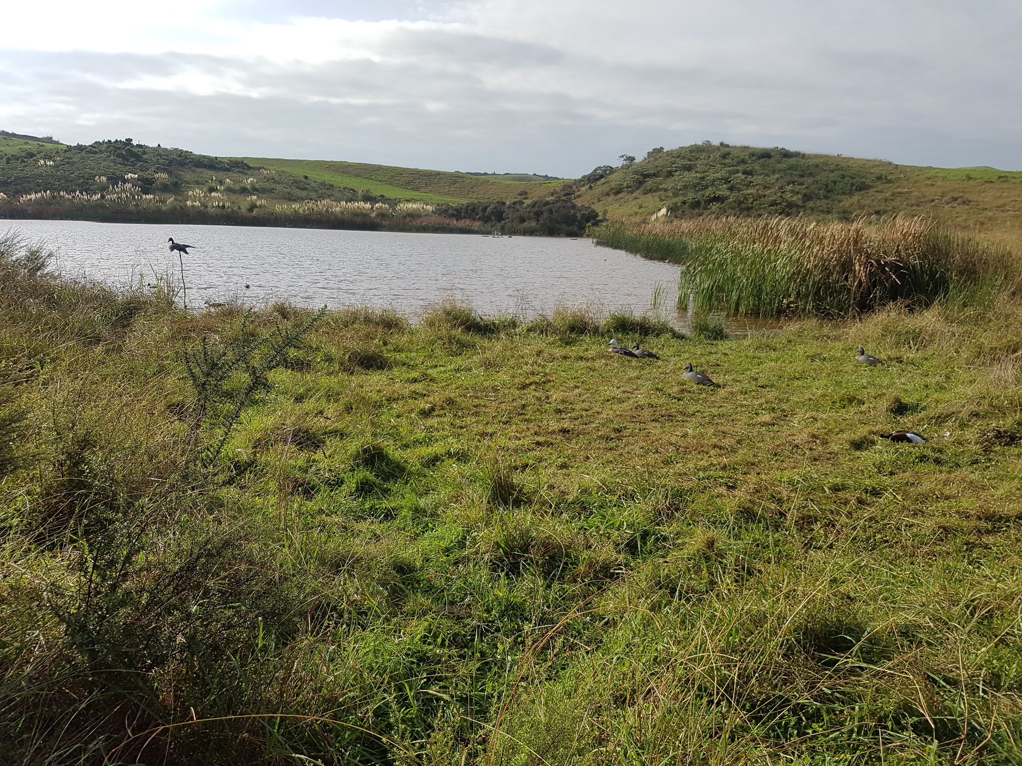 Successful dam decoy set