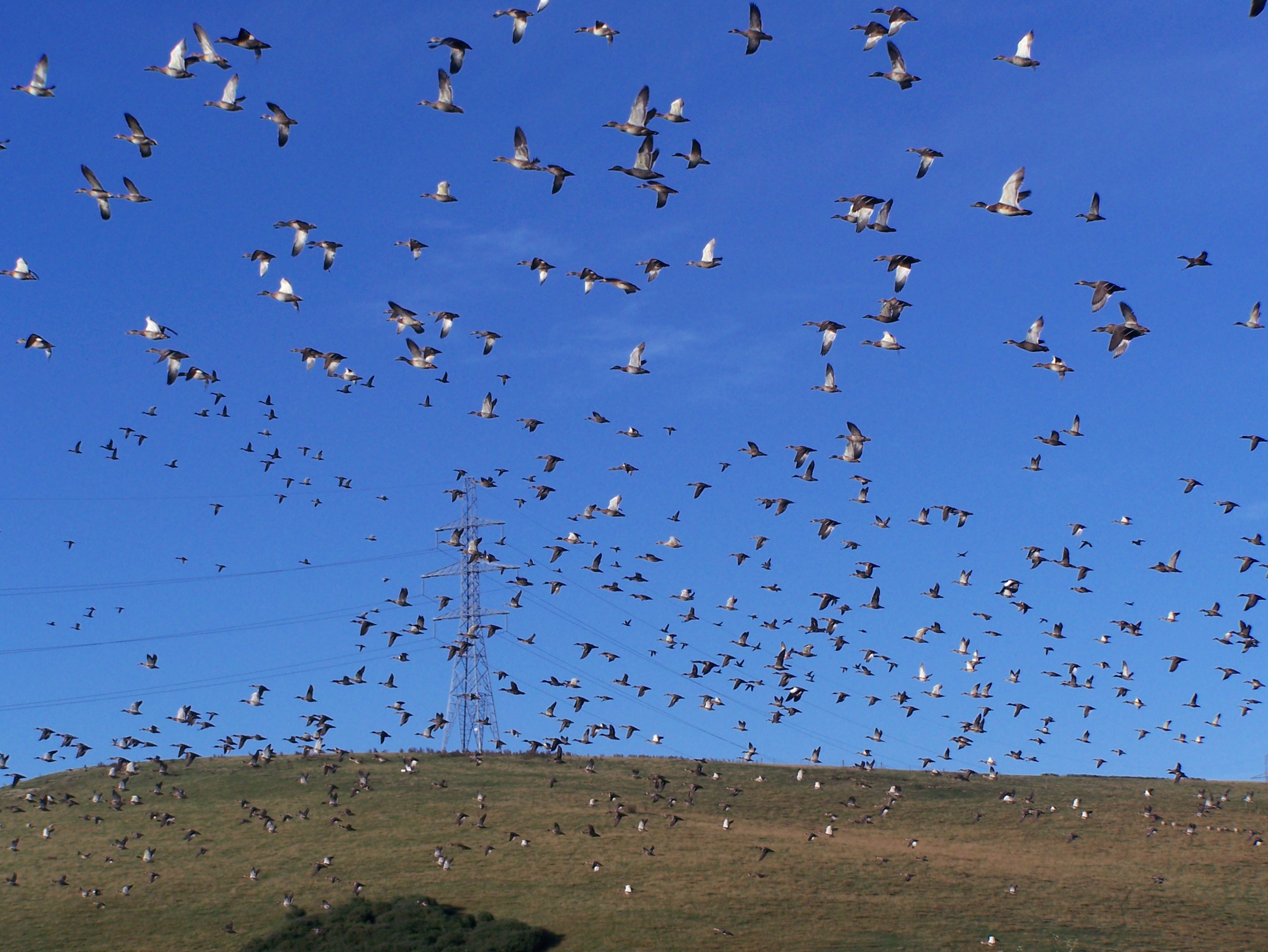 toko duck pond O April BB 1