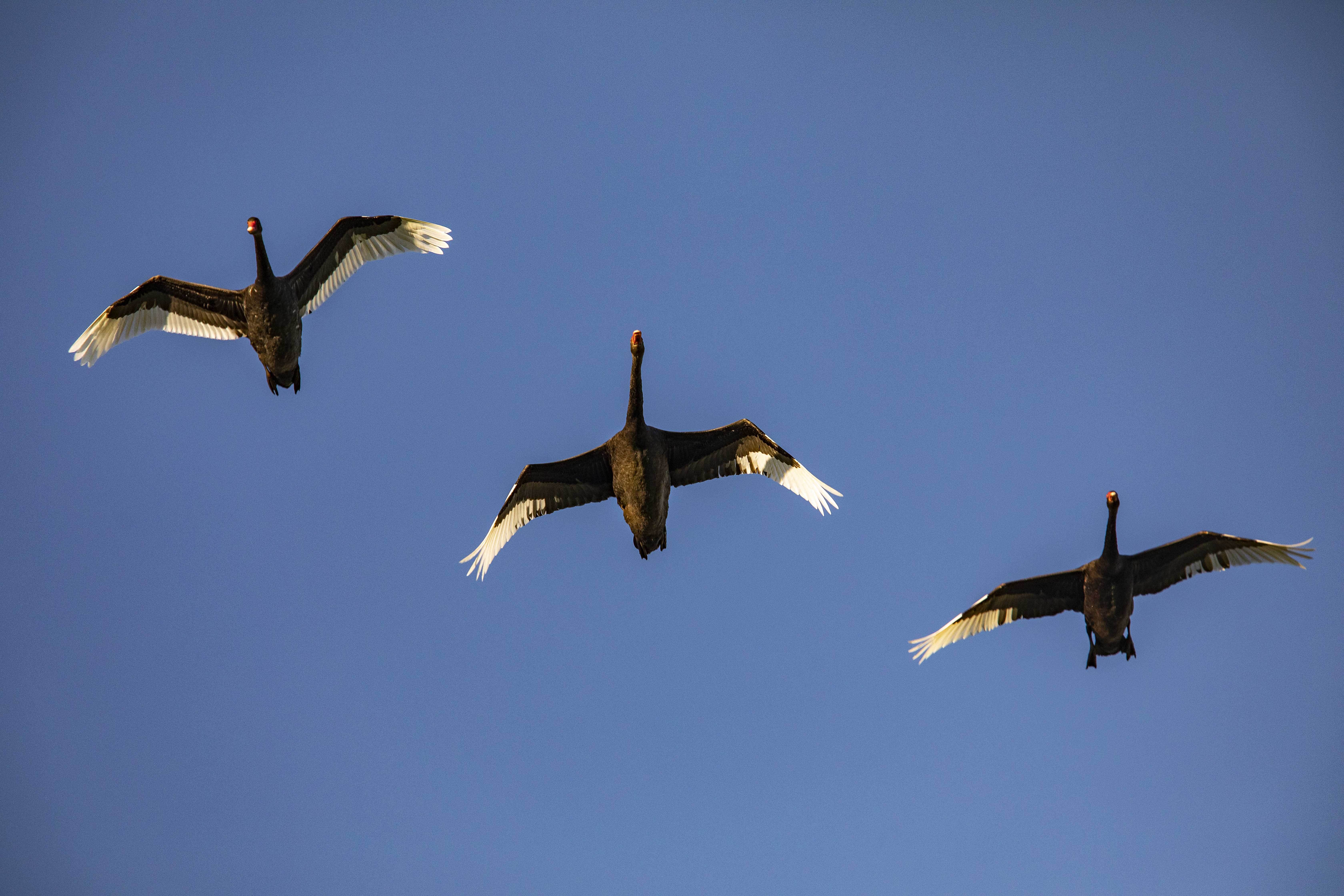 black swan flying Photo Richard Cosgrove Fish Game2