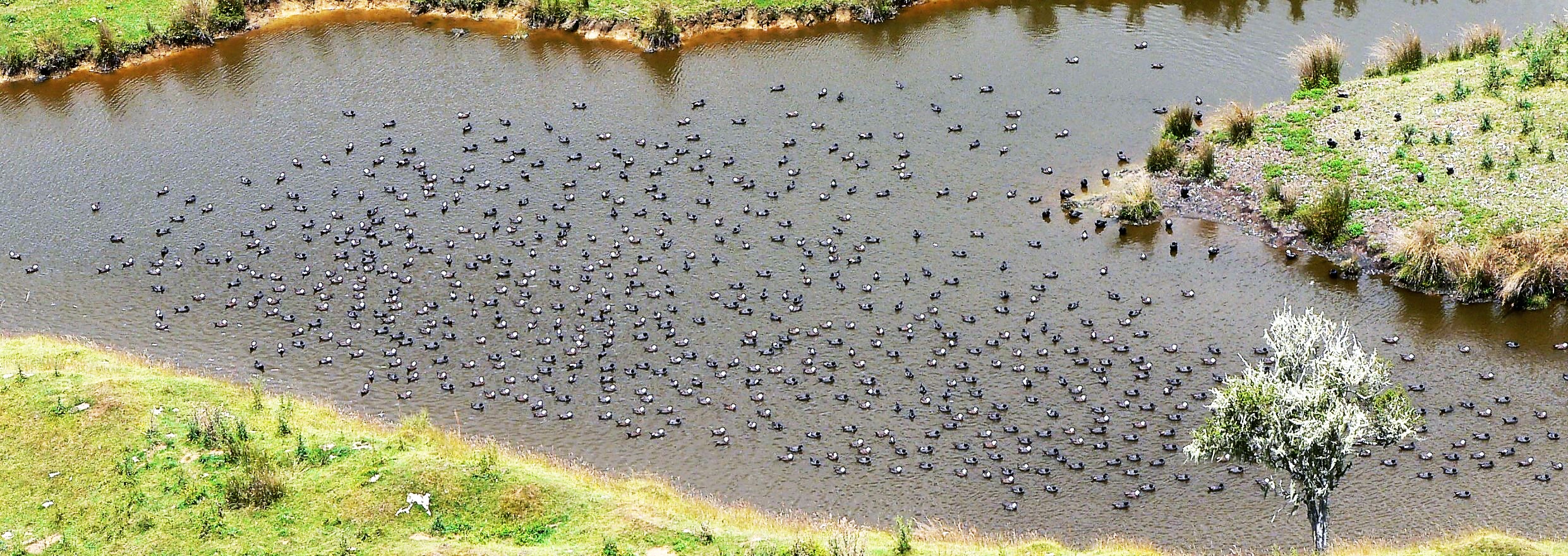 TBB3April18. There were still some good mobs of paradise shelduck counted during the January 2018 moult.