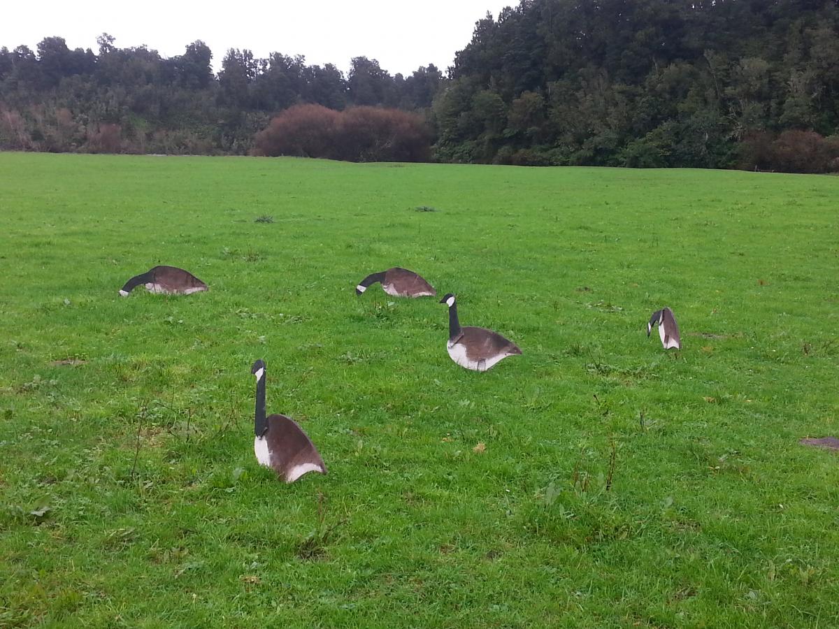 BB16MAY WC Goose Decoys