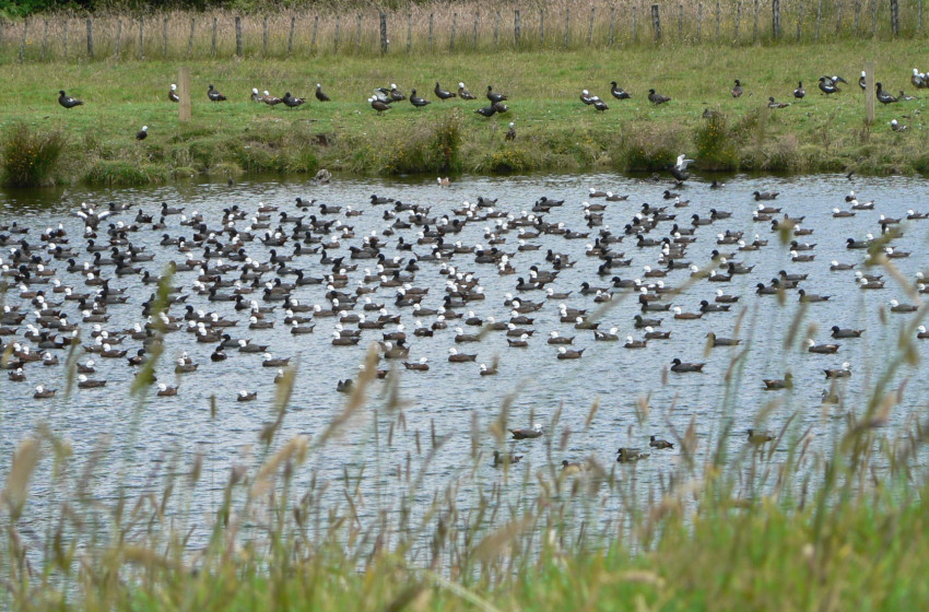 2024 Taranaki Special Game Bird Season For Paradise Shelduck
