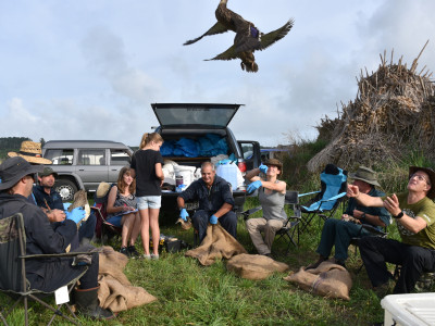 Duck banding Feb 2018