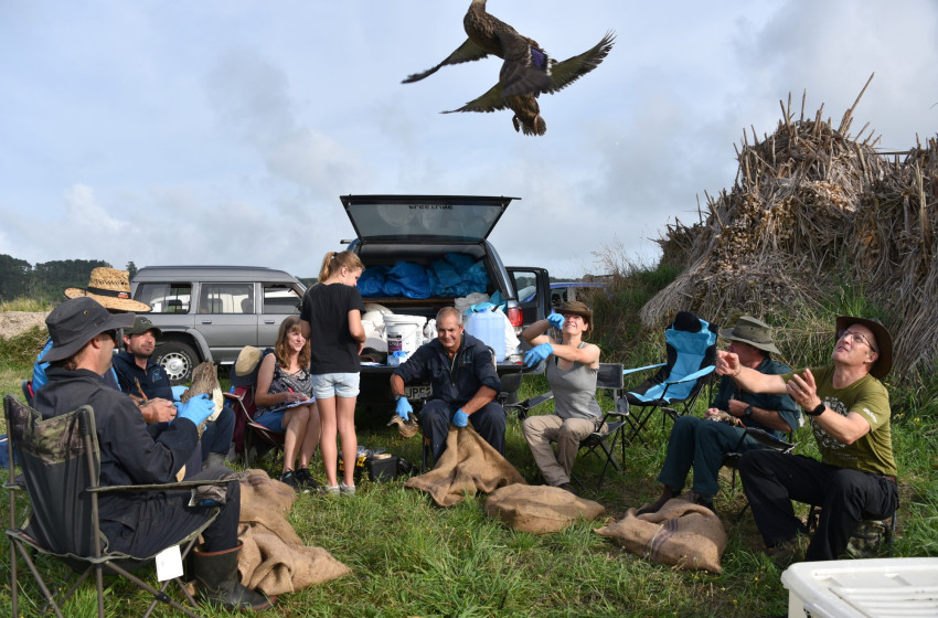 ‘Biggest ever’ duck banding tally bodes well for game bird season